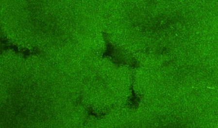 投資者提問：在今年回復(fù)證監(jiān)會(huì)的問詢函中顯示2018年食品添加劑銷售收入50...