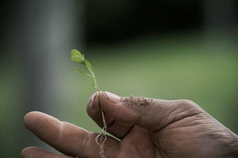 “世界第三糖源”甜菊糖的“前半生”以及它的新機會