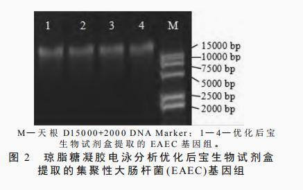 腸道集聚性大腸桿菌基因組脫氧核糖核酸提取方法比較與改進（二）
