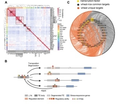 研究揭示麥類特異轉(zhuǎn)座子重塑小麥環(huán)境適應的調(diào)控網(wǎng)絡