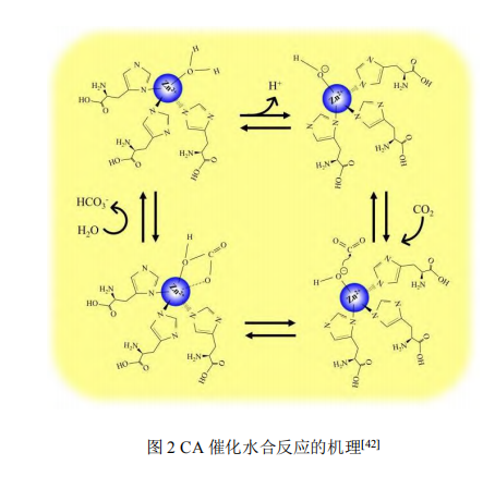 碳酸酐酶固定及在二氧化碳捕集應(yīng)用研究進展（二）