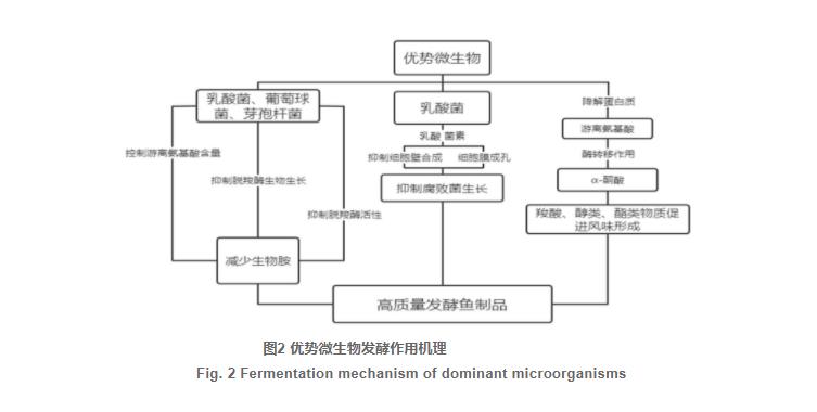 發(fā)酵魚中菌群組成及發(fā)酵特性研究進(jìn)展（三）