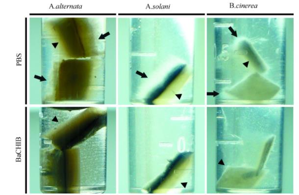 一株生防煙管菌幾丁質(zhì)酶表達及抗真菌活性（二）