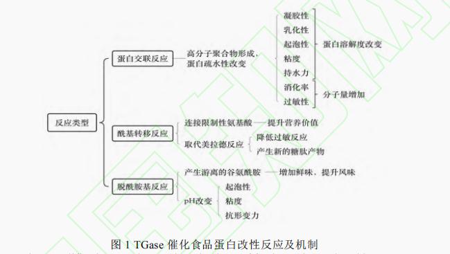 轉谷氨酰胺酶對食品蛋白特性的影響（一）