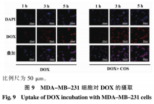 酶法制備殼寡糖及其抗腫瘤活性評價（三）