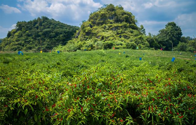 千億級(jí)復(fù)合調(diào)味料市場(chǎng)，誰能一統(tǒng)舌尖上的江湖？