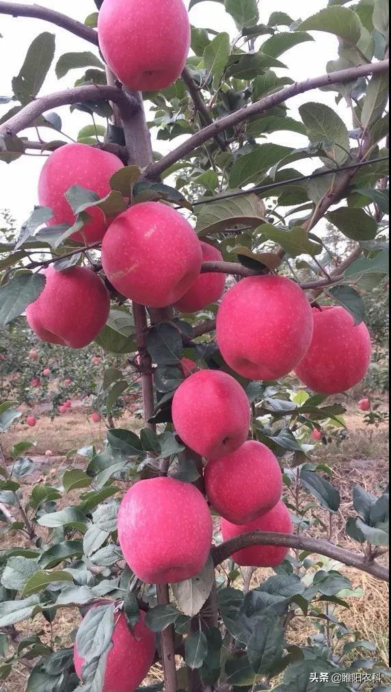 果樹專用著色劑，在轉(zhuǎn)色期噴一遍，7天即可全部著色成熟