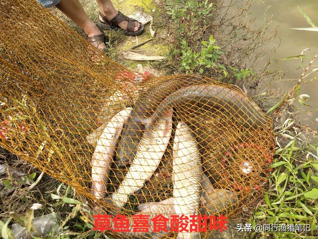 食品級(jí)果酸不應(yīng)被誤解，不但沒(méi)副作用而且在釣魚過(guò)程中應(yīng)用廣泛