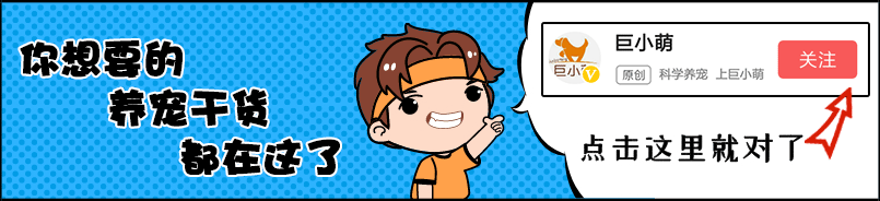 抗氧化劑對狗狗有用？主人又該從哪里獲得抗氧化劑？一篇文告訴你