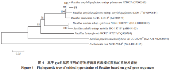 一株高產纖維素酶的解淀粉芽孢桿菌分離及產酶優(yōu)化條件（二）