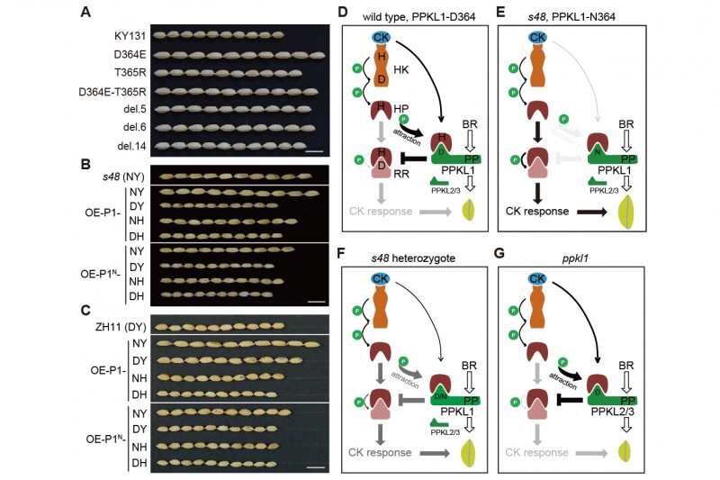 中國農(nóng)業(yè)科學(xué)院作科所發(fā)現(xiàn)全新的細胞分裂素信號調(diào)控機制