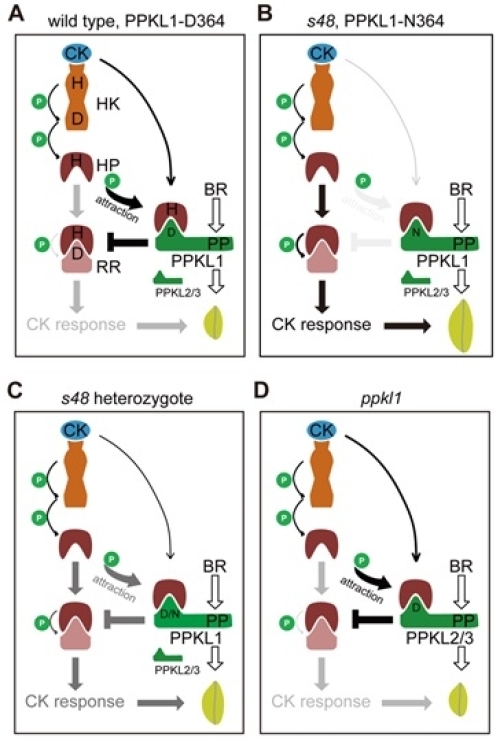 研究發(fā)現(xiàn)一條細胞分裂素信號通路調(diào)控水稻籽粒大小