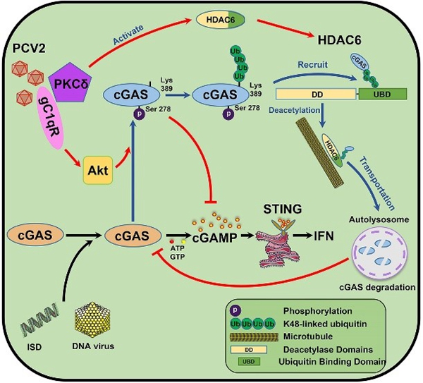 “動物重大疫病新型疫苗研發(fā)創(chuàng)新團隊”在《PLOS Pathogens》上發(fā)表重要研究成果