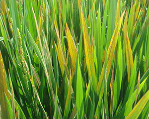 殺菌劑在工業(yè)循環(huán)冷卻水中的應(yīng)用