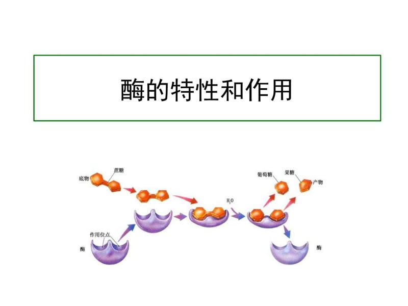 酶制劑在醫(yī)療器械清洗劑中的作用您了解多少？