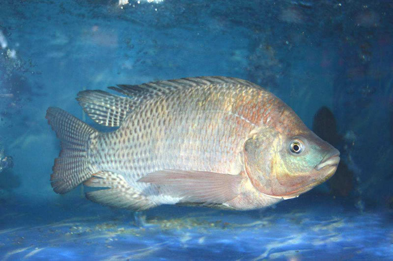 為什么木瓜蛋白酶酶解羅非魚皮膠原蛋白肽口感是苦的？