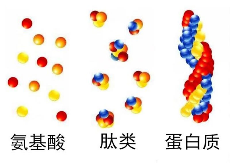 為什么大米蛋白酶解制備大米肽口感是苦的？