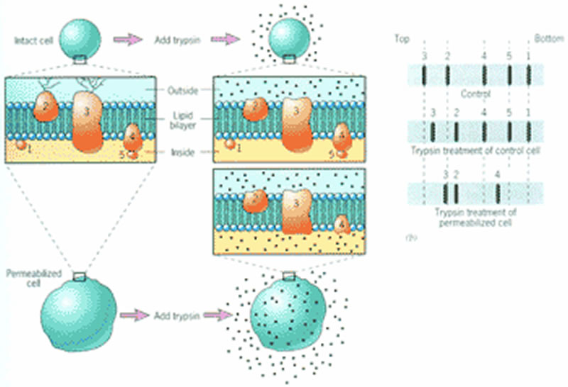 植物蛋白飲料蛋白質(zhì)改性方法有哪些？