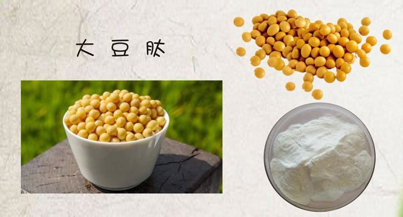 如何利用酶技術(shù)讓大豆蛋白水解制備生物活性肽？