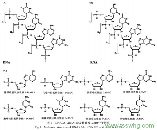 核酸代謝與營養(yǎng)研究及發(fā)展趨勢（一）