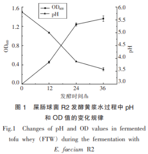 屎腸球菌R2發(fā)酵豆腐黃漿水的代謝作用（二）