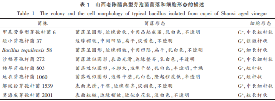 山西老陳醋優(yōu)良芽孢菌與醋酸菌、乳酸菌的相互作用（二）