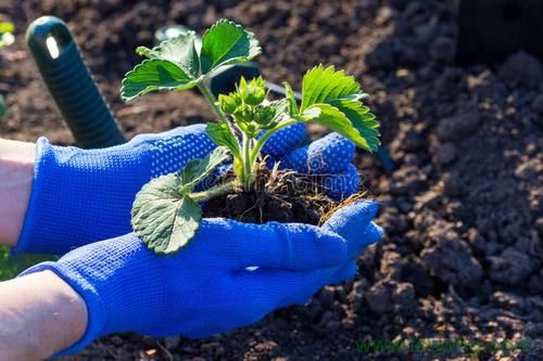 大棚草莓種植技術(shù)（一）